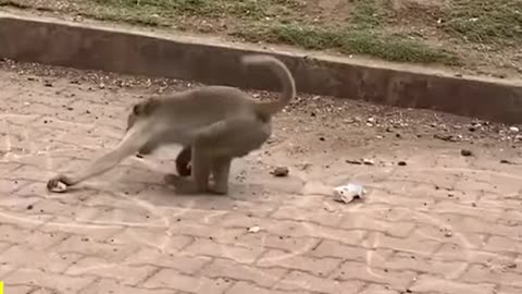 Funny Monkey Videos