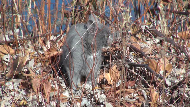 Grey cat sitting on leaves