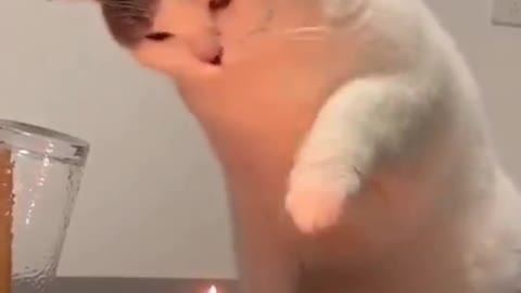 Hot Cat Candle