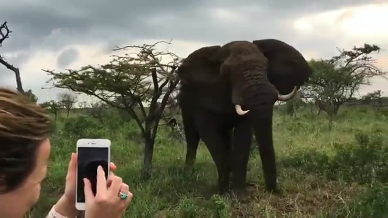 Elephant funny video// kids