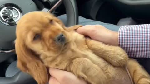 Starling Mariner hugs his newly adopted puppy after sunset and gets to know each other f