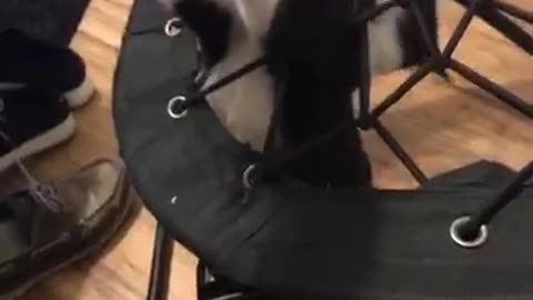 Black and white cat reaches for owner through straps of chair