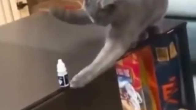 Cat funny video part-14