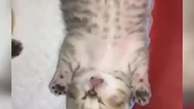 That's why we love animals