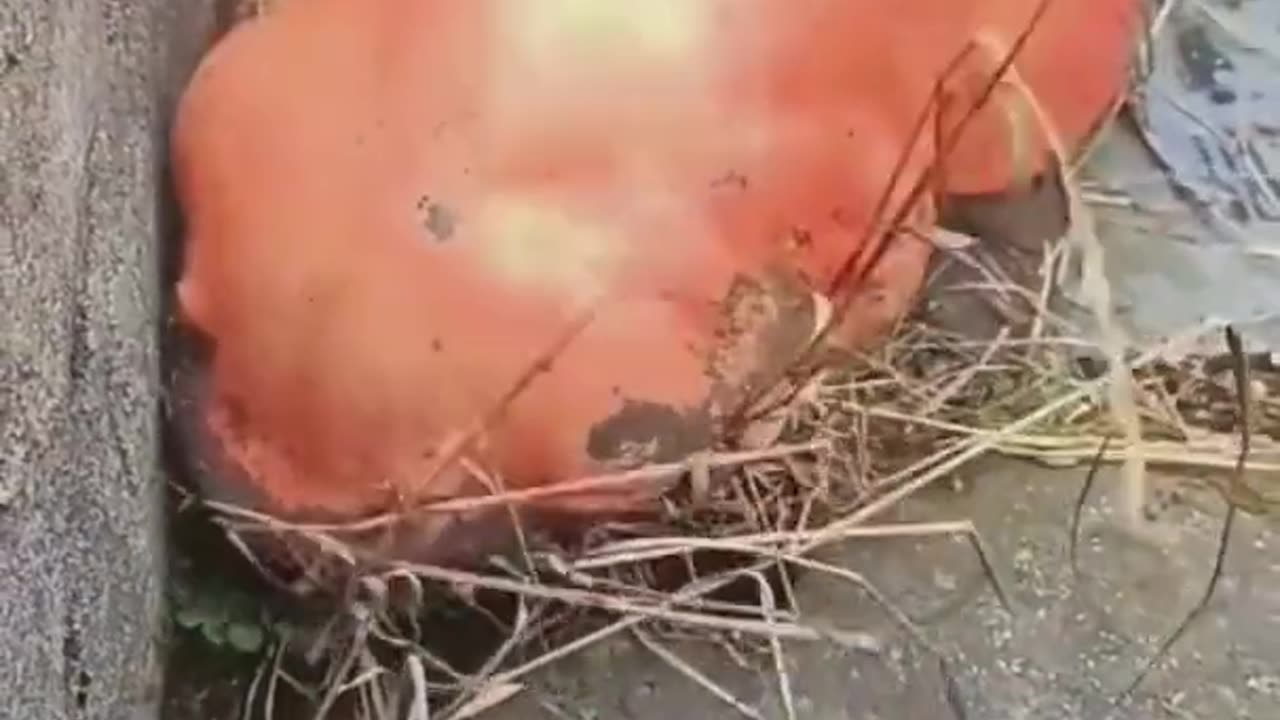 China Giant Salamander