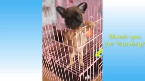 For Animal Lover!!!