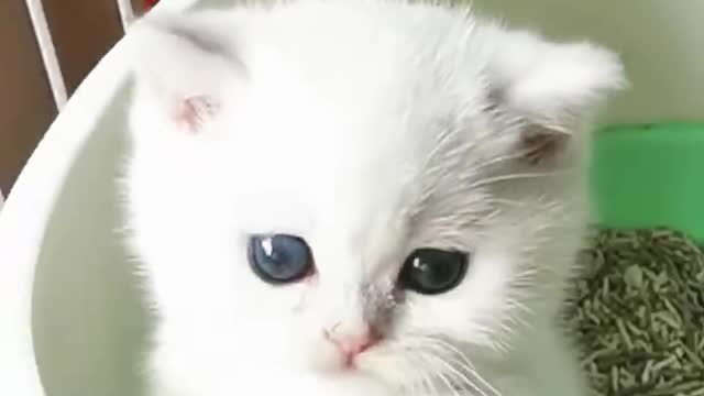 cute cat