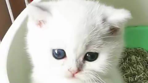 cute cat