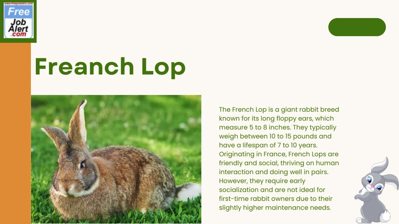 Explore Largest Rabbit Breeds in the World