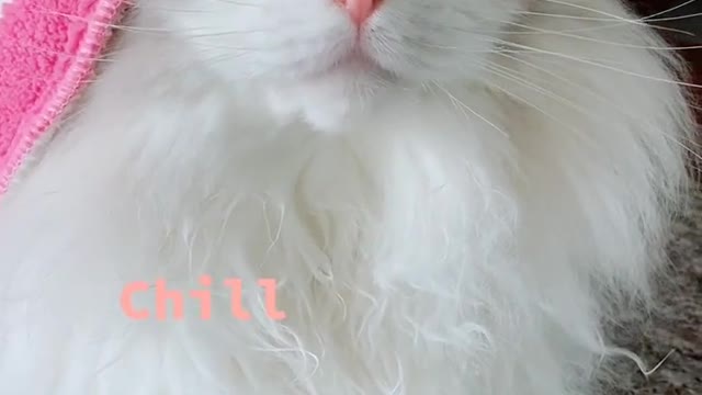 cat with many faces