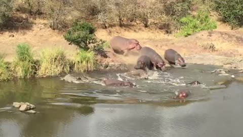 Hippos entering water