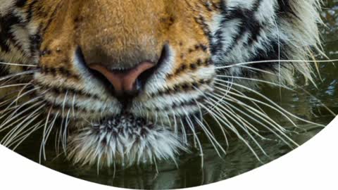 Tiger king The best animal on planet