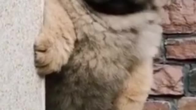 Hilarious Dog of Tik Tok! Try NOT to Laugh! #Shorts