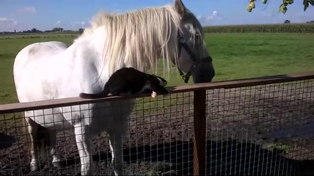 Horse And Cat Best Friends Is The Best Thing You'll See All Day