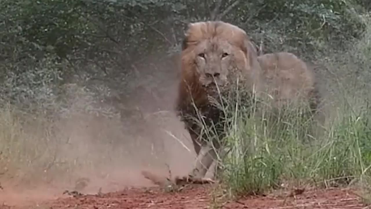 Lion 🦁 Running