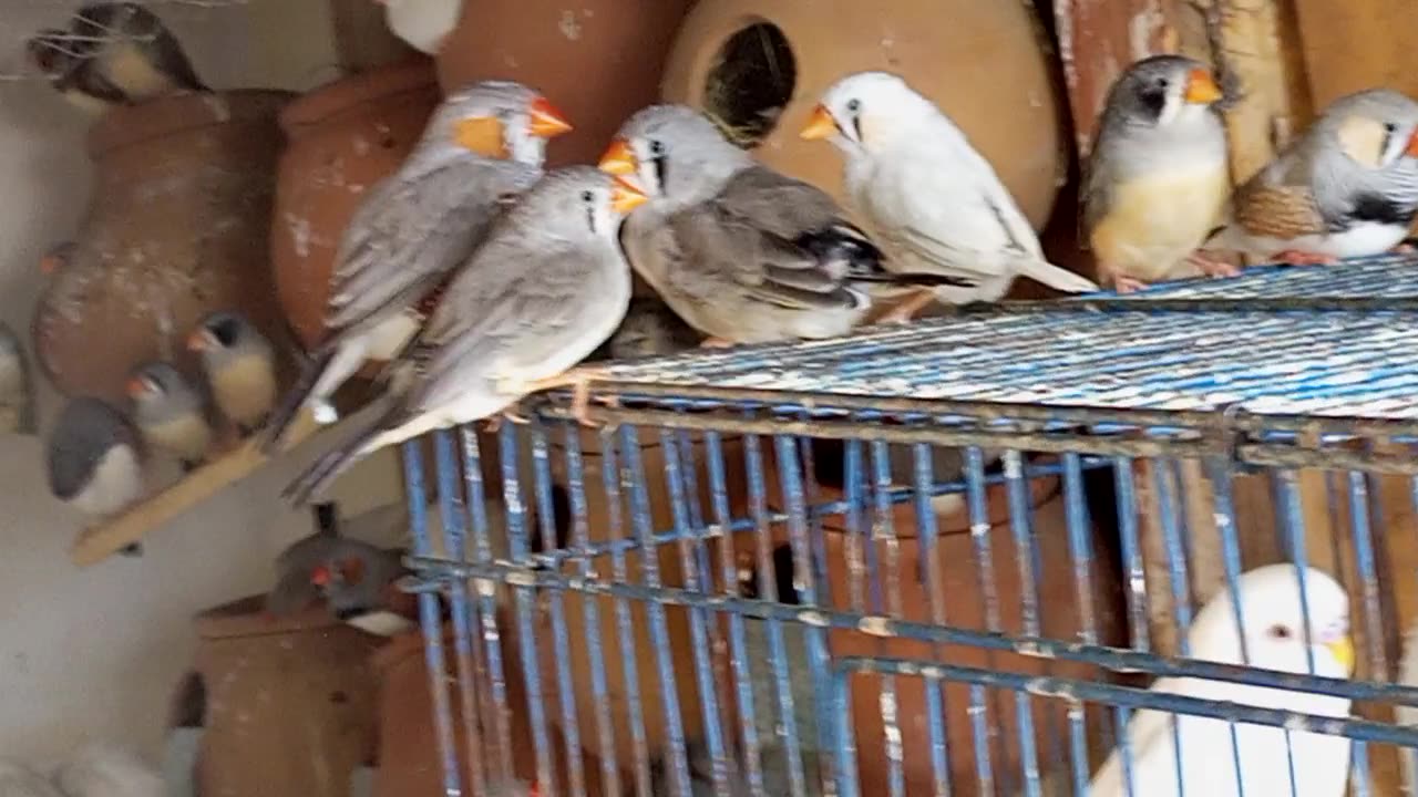 Finch Birds Breading Pairs For Sale