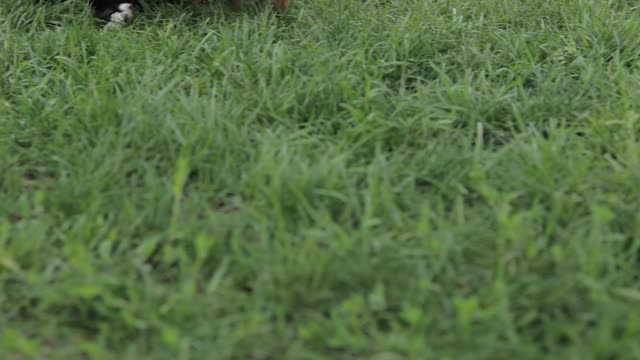 fight of two puppies...