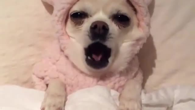 The cute puppy is in the bed.