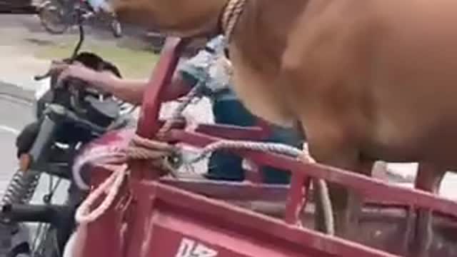 Mask mandate for asian cows
