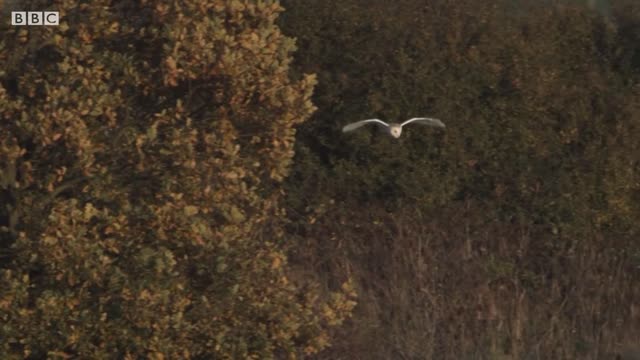 Graceful Barn Owl Hunting in the Daytime | BBC Earth