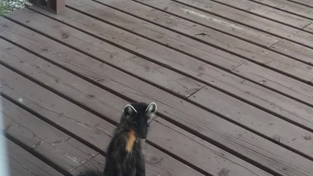 Cute Little Marten Liked the Smell of my Dinner