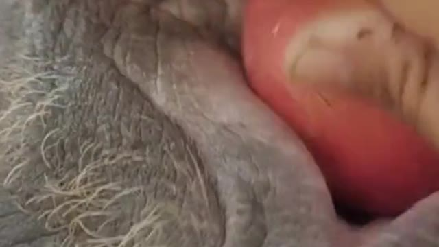 #shorts #animals #cute#funny #animalvideos #animallife