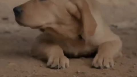 Dog emotional videos