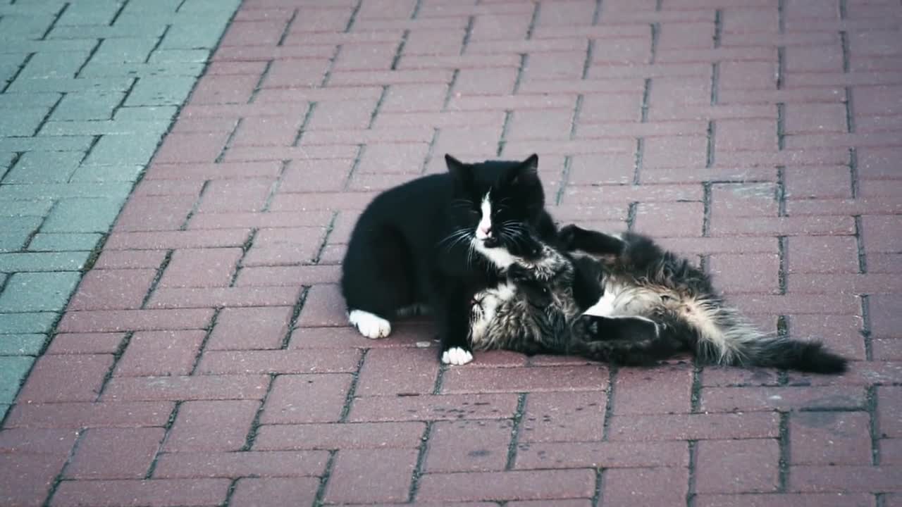 Watch the cats playing with some cute