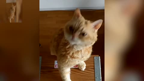 A cat who likes to climb the cupboard