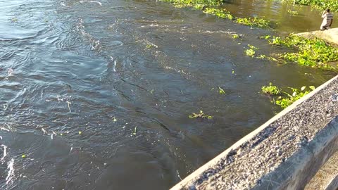 Fishing on a dangerous stream