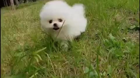 Cute Cute Dog 🐕