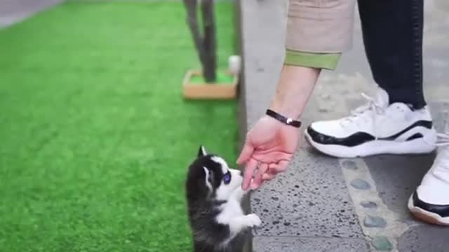 Micro Husky Puppy ''Real''' (Video used by scammers to sell lookalike toys!)