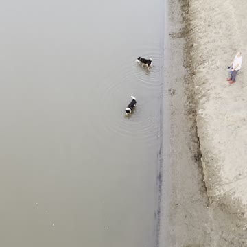Funny dogs on river 3
