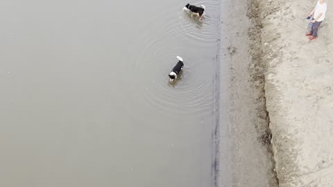 Funny dogs on river 3