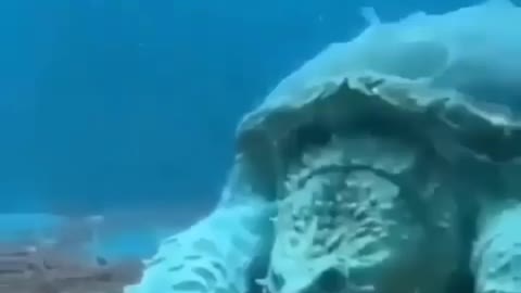 This is a beautiful and charming water-dwelling species