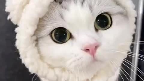 OMG So Cute Funny Cats and Dogs