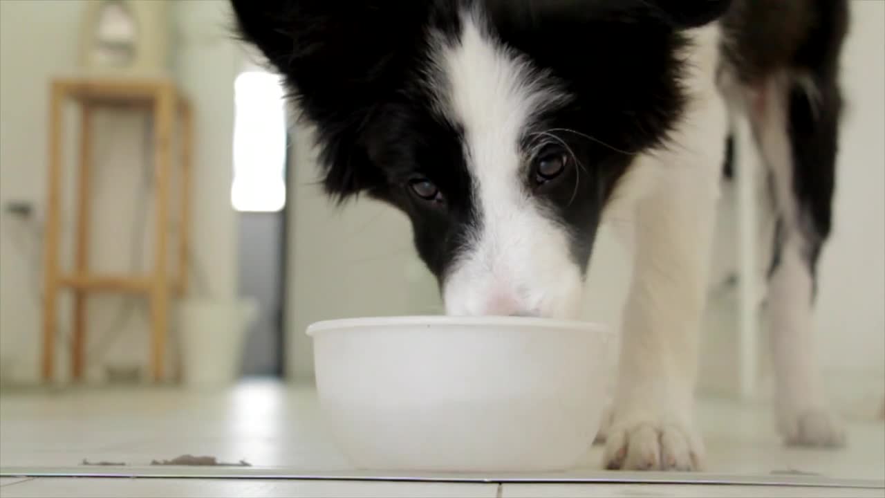 Cute dog drinking water | pets