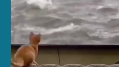 The funny cat video