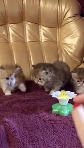 Kittens on hunting 🤭