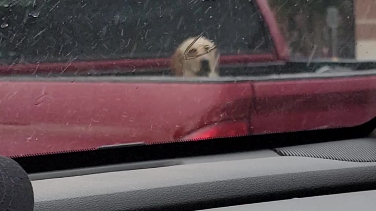 Poor Puppy In The Pouring Rain