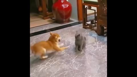 CAT AND DOG