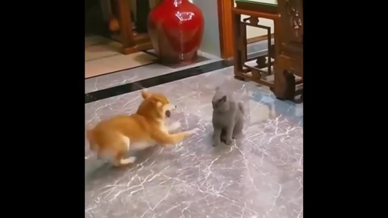 CAT AND DOG