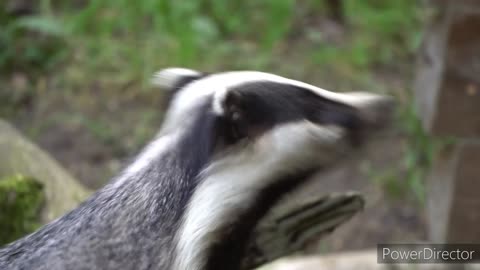 Badger video#nice vide#funny video