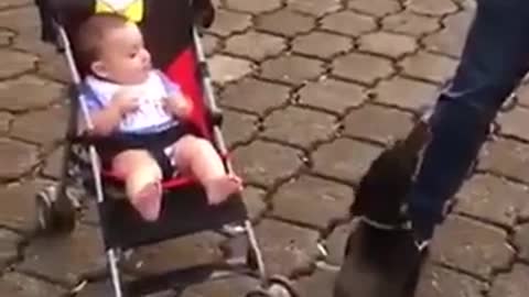 baby and very cute and funny puppies