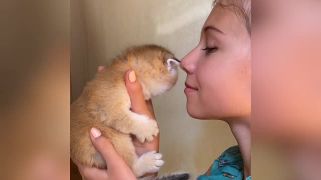 Kitten kissing