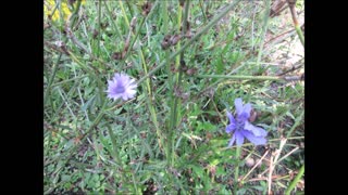 Radially Symmetrical Bloom Chicory Sept 2021