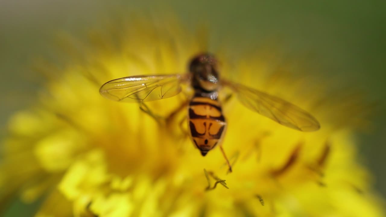 Hoverfly on a Dandelion in Slow Motion