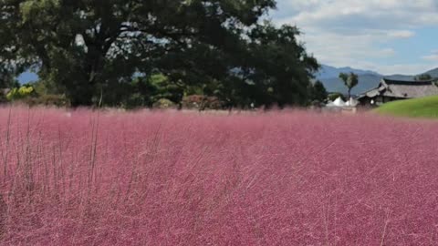 Muhlenbergia blooming in South Korea