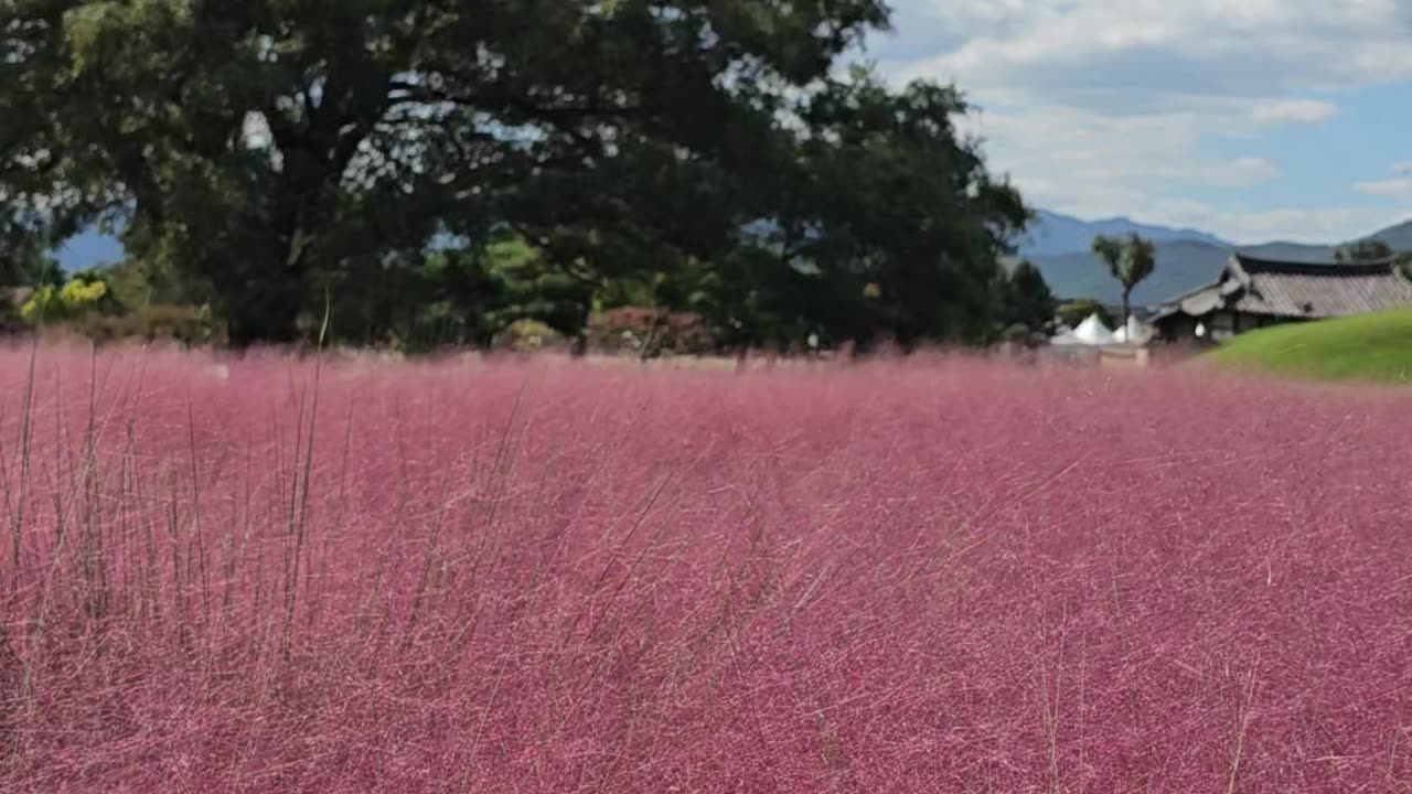 Muhlenbergia blooming in South Korea