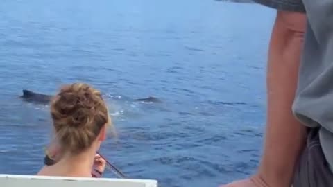 Whales Hang out to Hear Violin